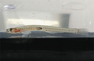 fc01