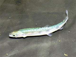 fc01